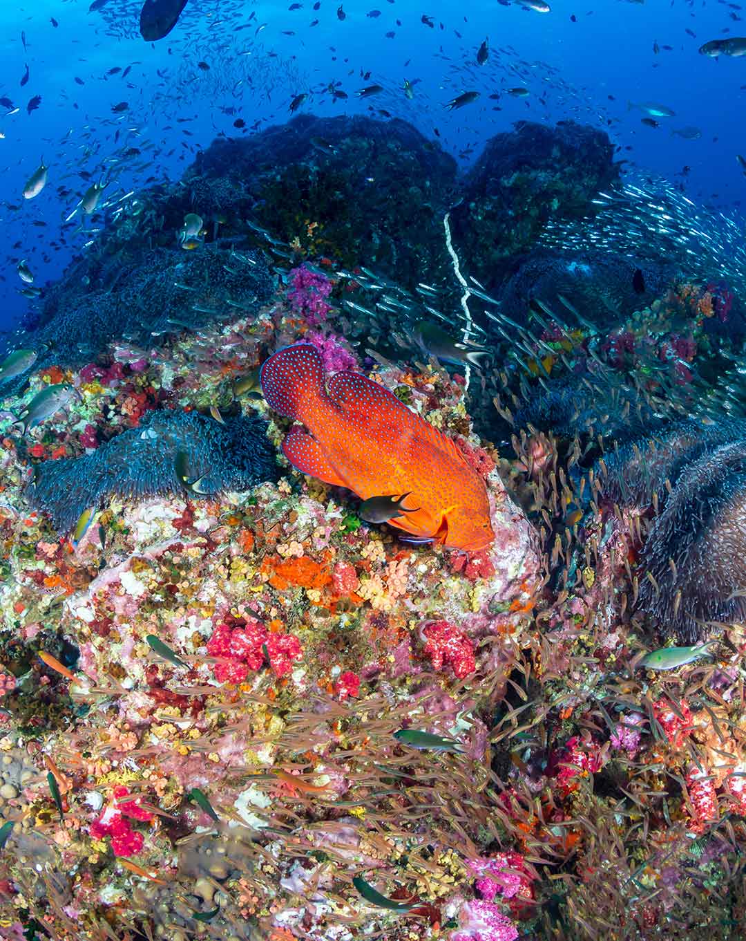 Diving Trip Indonesia Komodo and Bali