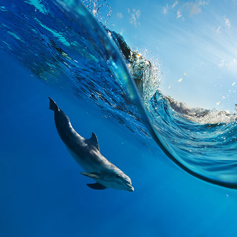 Dolphin under the wave