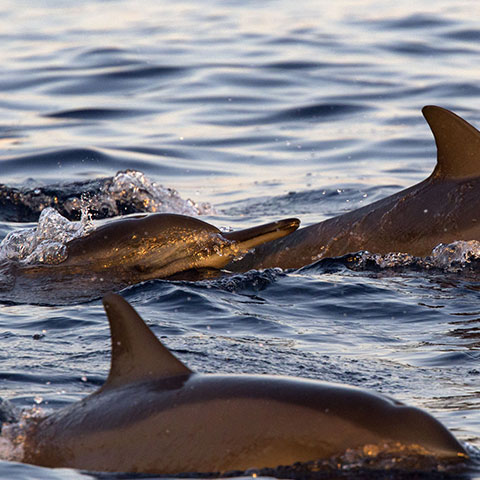 Dolphin Family Komodo