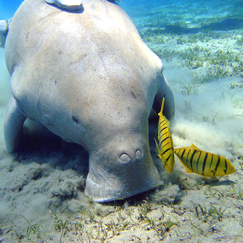 Where to see Dugong