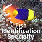 Fish ID