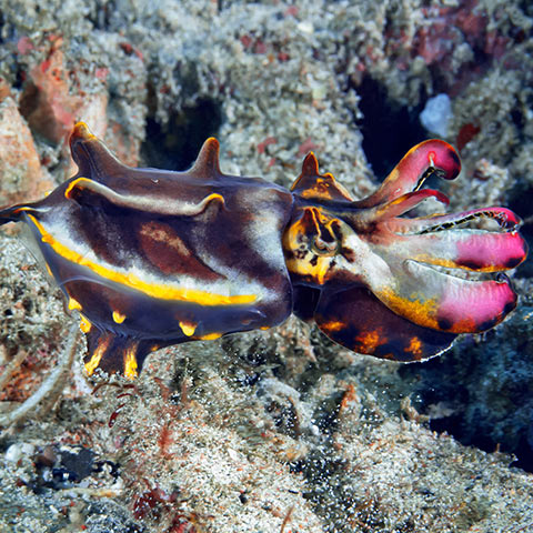 Flamboyant Cuttlefish in Komodo