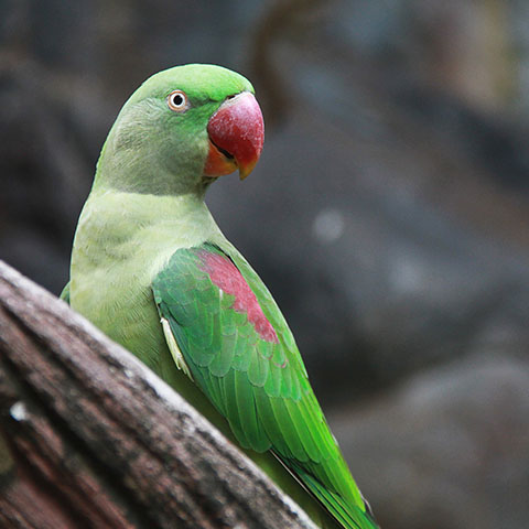 Great Billed Parrot