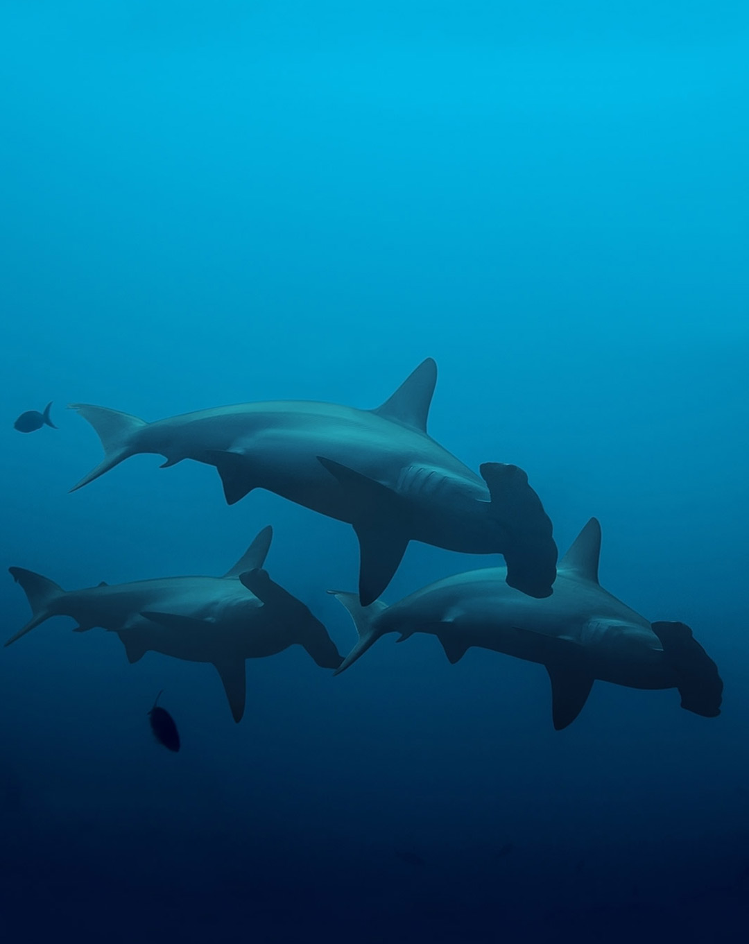 Hammerhead sharks liveaboard 8 days cruise special offer