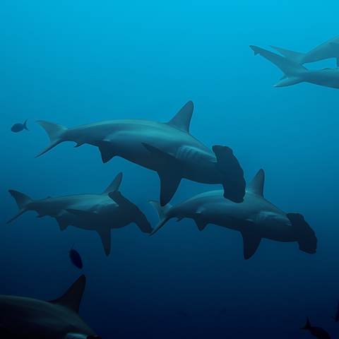 Hammerhead Sharks Dive Liveaboard