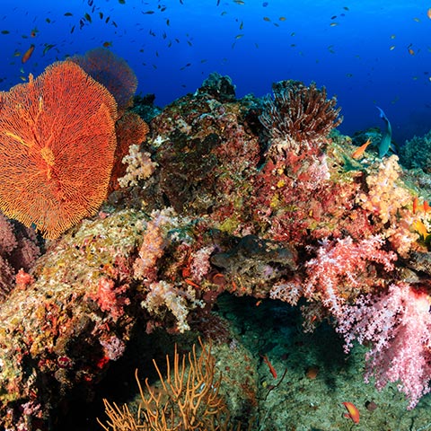 Healthy Corals on Komodo Reef