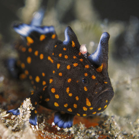 Juvenile Painted Frogfish