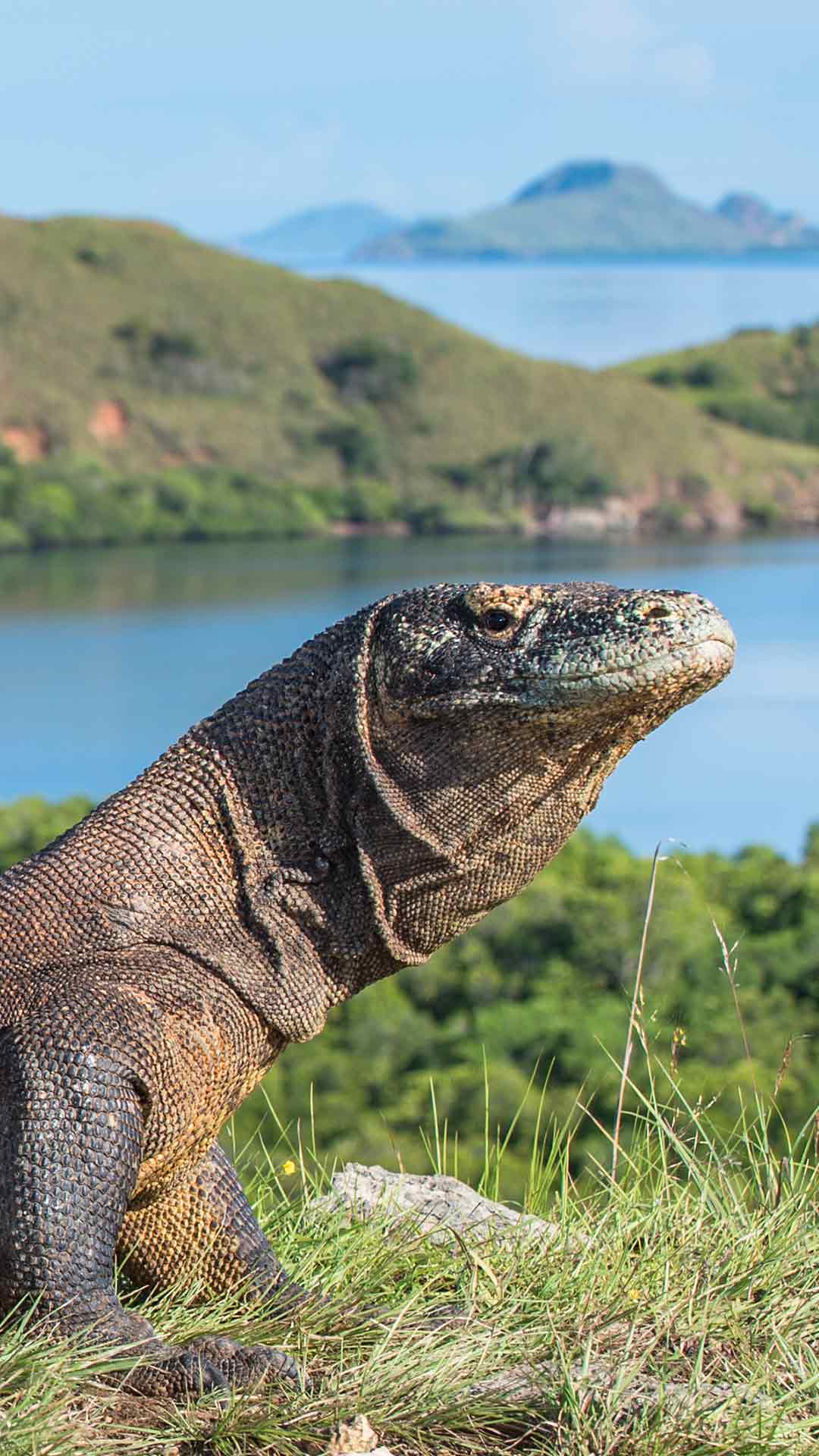 Komodo National Park How To Plan A Trip To Komodo National Park Komodo National Park How To Plan A Trip To Komodo National Park