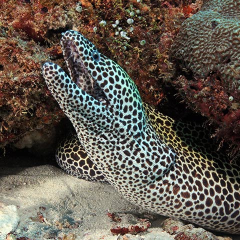 Laced Moray Also Known as Leopard Moray