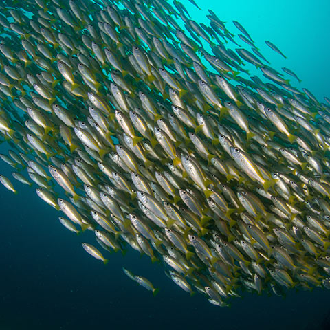Large School of Fish While drift diving in Komodo
