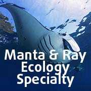Manta & Ray Ecology