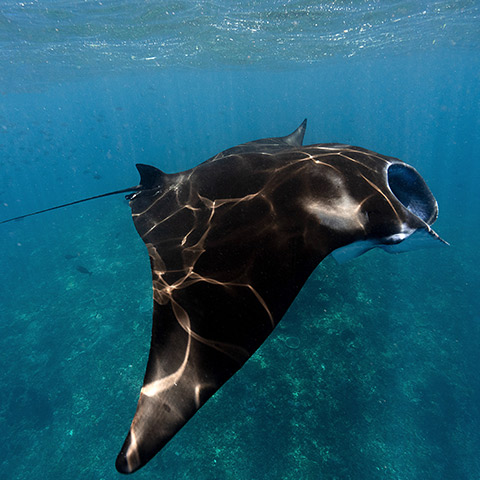 Manta Ray Snorkeling Komodo
