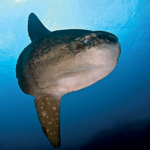 Mola Mola - Sunfish