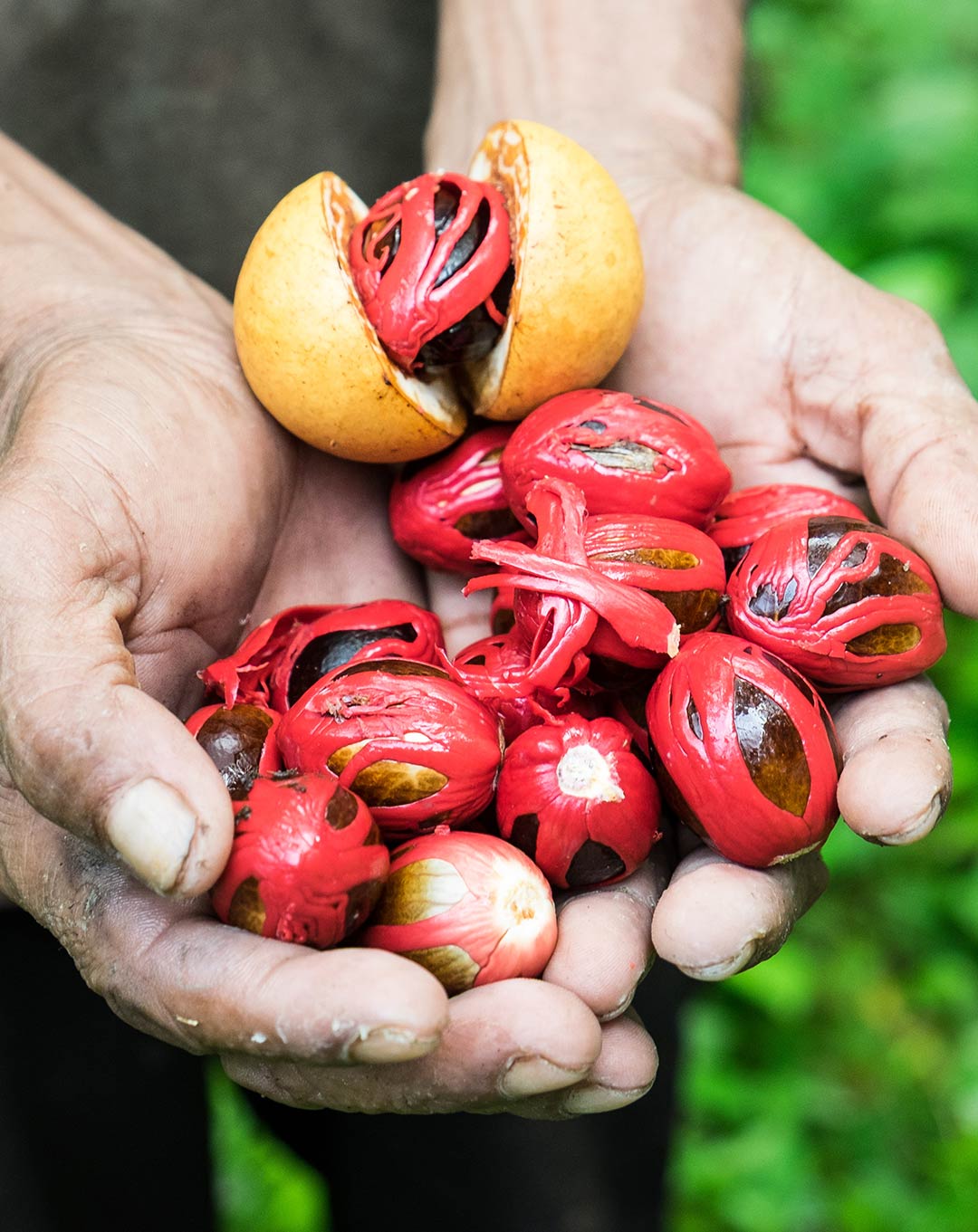 Nutmeg and Mace Banda Islands Spices
