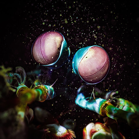 Peacock Mantis Shrimp Eyes