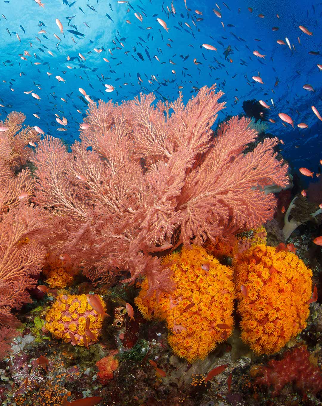 Raja Ampat Best Dive Sites