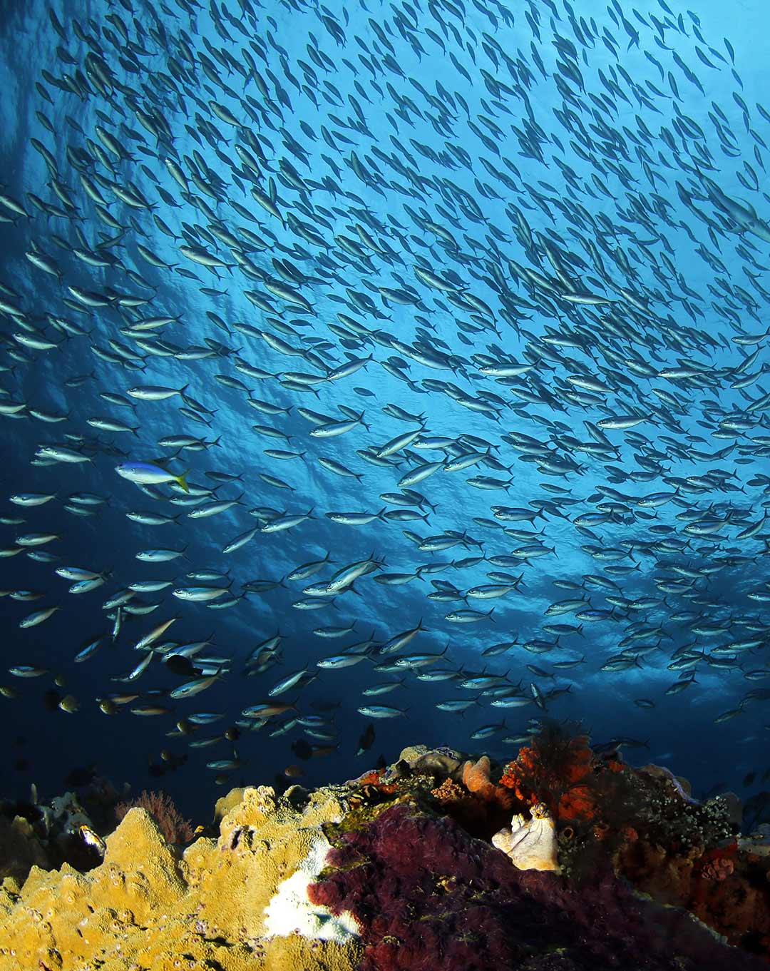 Raja Ampat Sardine Reef