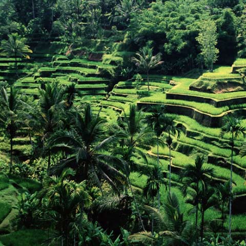 Another Rice Terrace
