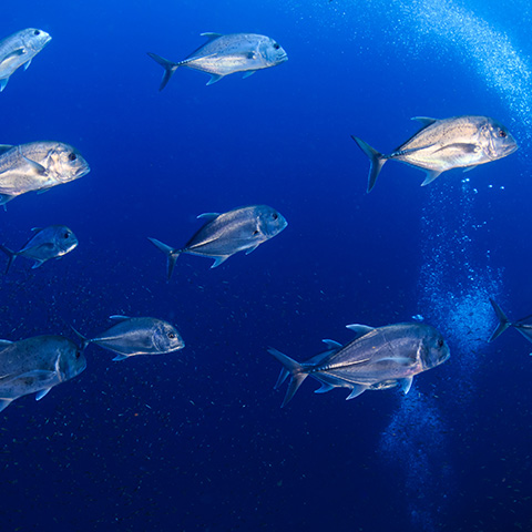 School of Giant Trevaly in Chicken Reef