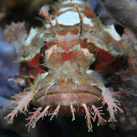 Portrait of a Scorpionfish