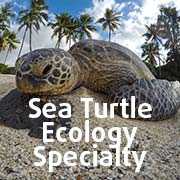 Sea Turtle Ecology