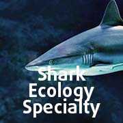 Shark Ecology