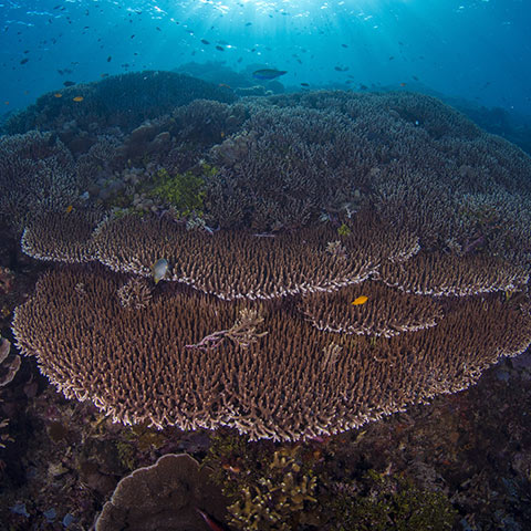 Siaba Kecil Reef