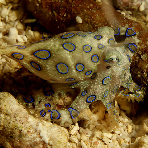 Tiny Blue Ringed Octopus