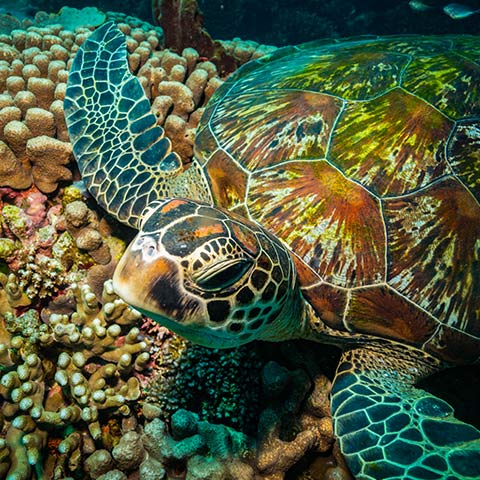 Turtle Chilling on a Coral Table