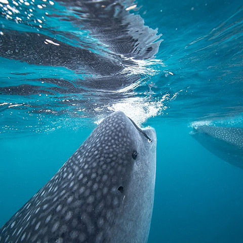 Whale Shark can eat up to 20 Kg of Plankton per day