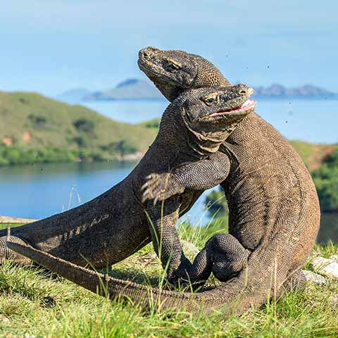 What exactly is a Komodo Dragon