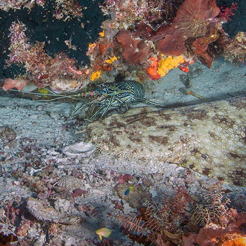 Wobbegong and Blue Lobster