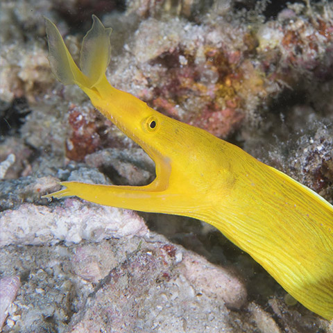 Yellow Ribbon Eel Female